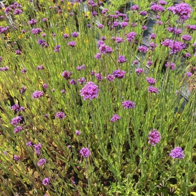 Patagoninė verbena (lot. Verbena bonariensis)
