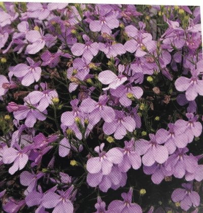 Lobelija Lilac