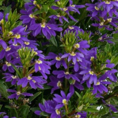 Scaevola Purple Haze