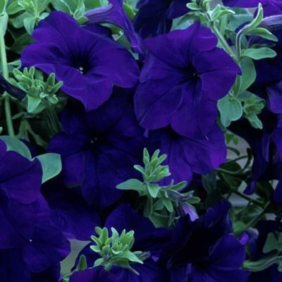 Petunija Fanfare Blue