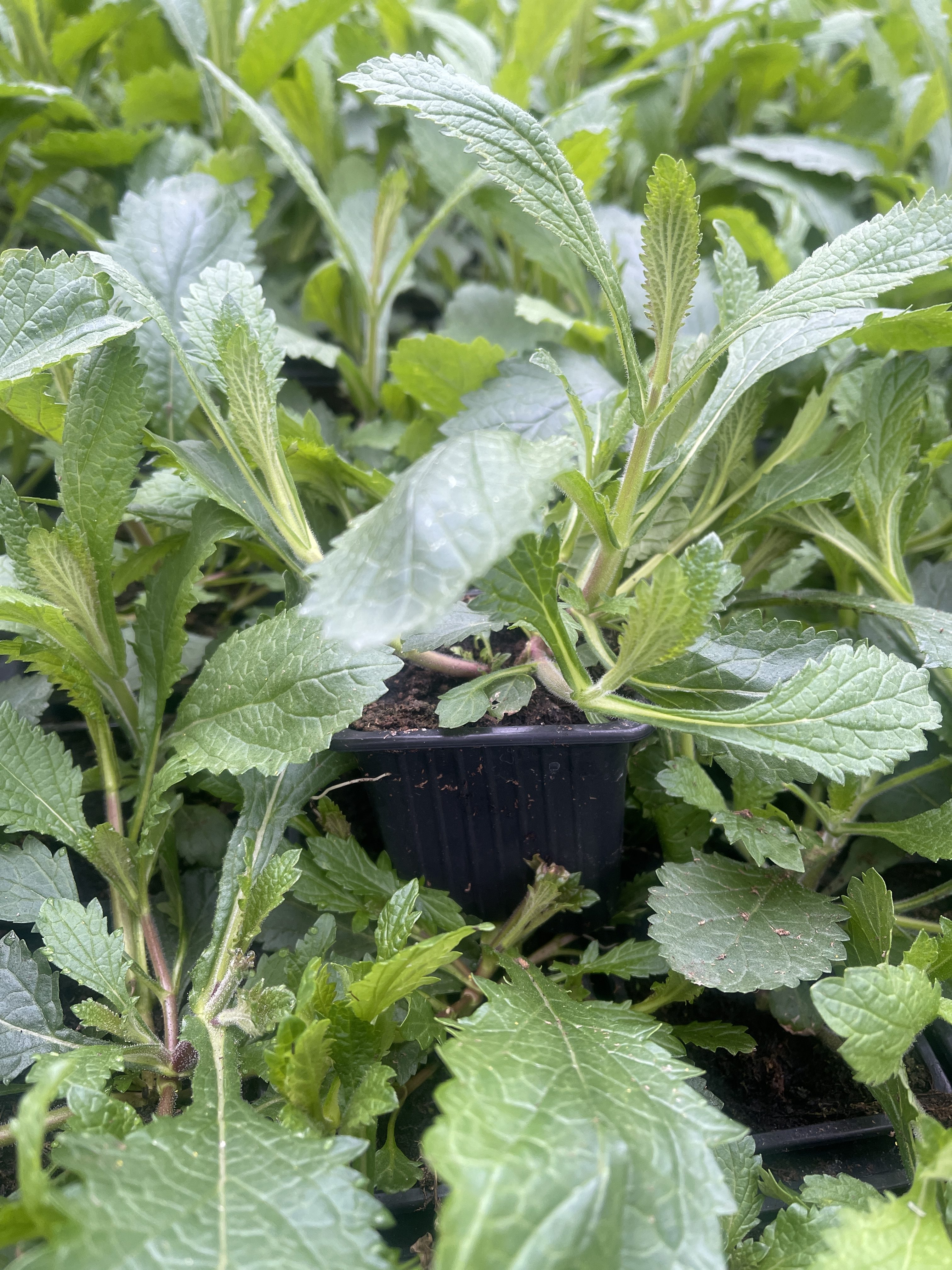 Patagoninė verbena (lot. Verbena bonariensis) - Image 6
